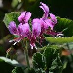 Pelargonium cucullatum花