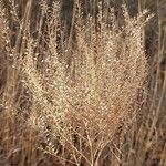 Lepidium densiflorum Frukto