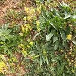 Plantago serraria Цветок