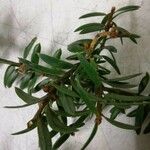 Podocarpus totara पत्ता