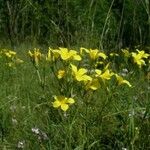 Linum flavum Hàbitat