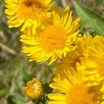 Inula spiraeifolia Flower