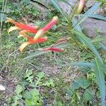 Lobelia laxiflora Flower