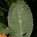 Notopleura polyphlebia Hoja
