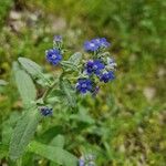 Anchusa officinalisFlower