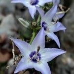 Campanula versicolorЦвят