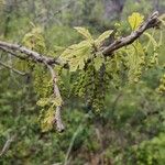 Quercus macrocarpaLorea