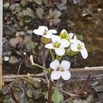 Nasturtium officinale Virág