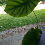 Alocasia clypeolata Hoja