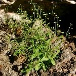 Hornungia procumbens Habitus