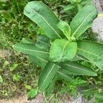 Asclepias syriaca Leaf
