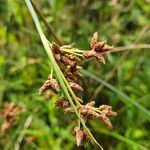 Schoenoplectus lacustris Fruto