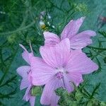 Malva alceaफूल