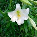 Lilium longiflorum Kvet