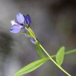 Polygala serpyllifolia Kvet