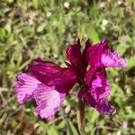 Anacamptis papilionaceaFlower