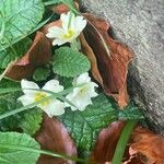 Primula vulgaris Blad