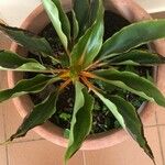 Chlorophytum orchidastrum Leaf