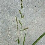 Echinochloa colona Flower