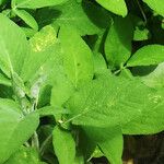 Salvia interrupta Hoja