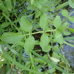 Nasturtium officinale Blad