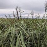 Phragmites australis Hábito
