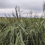 Phragmites australis Pokrój