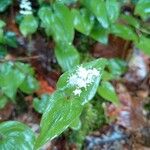 Maianthemum bifoliumFlor