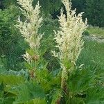 Rheum palmatum Vekstform