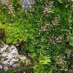Saxifraga hirsuta Hábito