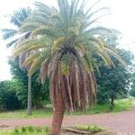 Phoenix canariensis ഇല