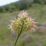 Onobrychis caput-galli Mbuma