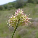 Onobrychis caput-galli Fruit