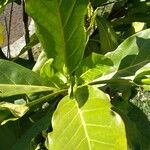 Atractocarpus bracteatus Leaf