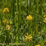 Trifolium patens Habitus