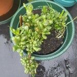 Sedum hernandezii Foglia