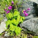 Primula matthioli Habitus