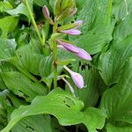 Hosta longipes Blüte