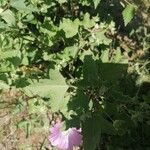 Malva punctata Leaf