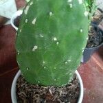 Opuntia stricta 葉