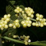 Notopleura capacifolia Flor