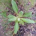 Verbascum phlomoides Лист