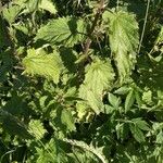 Urtica dioica Ліст