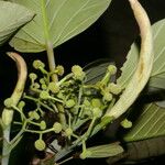 Coussapoa villosa Frukt