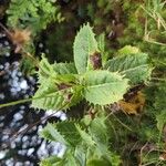 Tolpis azorica Leaf