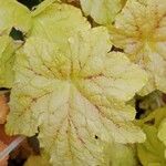 Tiarella cordifolia Hoja