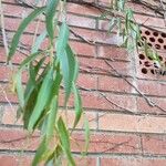 Salix babylonica Hoja