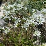 Arenaria aggregata 花