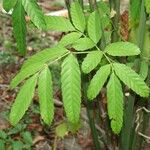 Leea guineensis Leaf