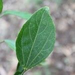 Hibiscus boryanus Blad